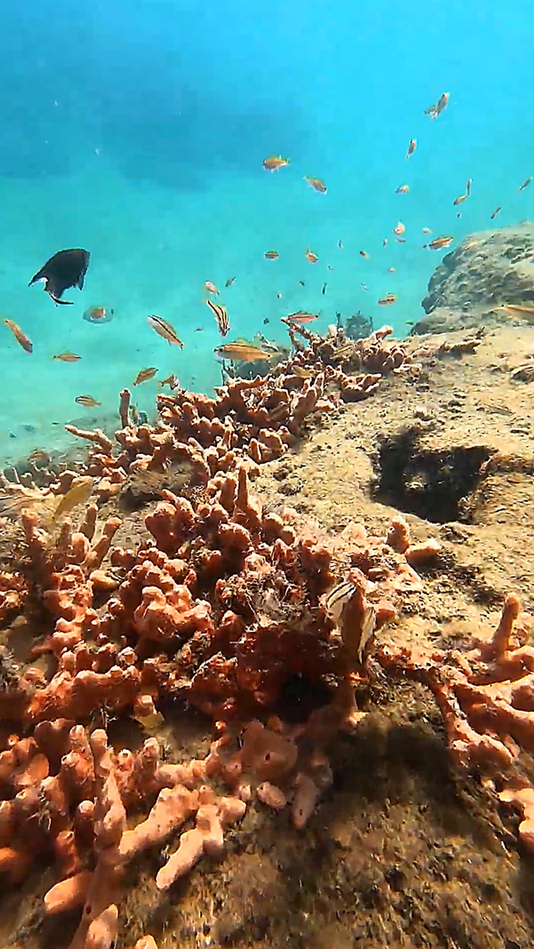Underwater reef scene with tropical fish